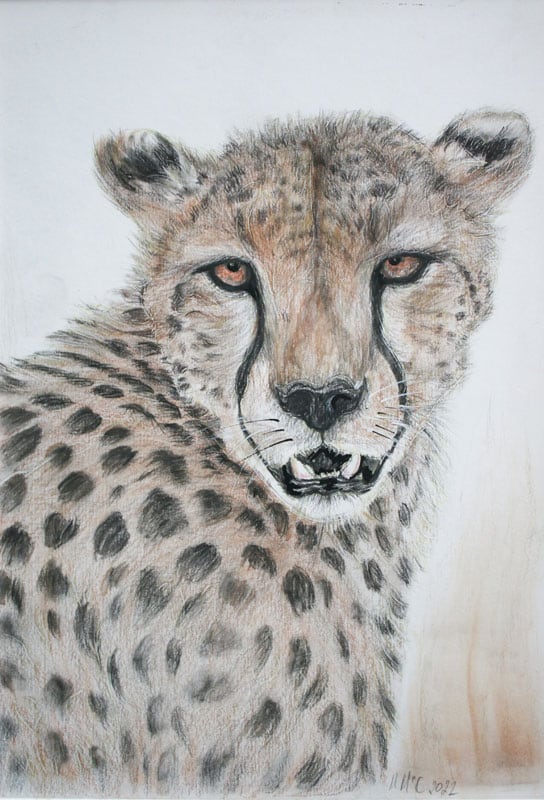Head of a big cat